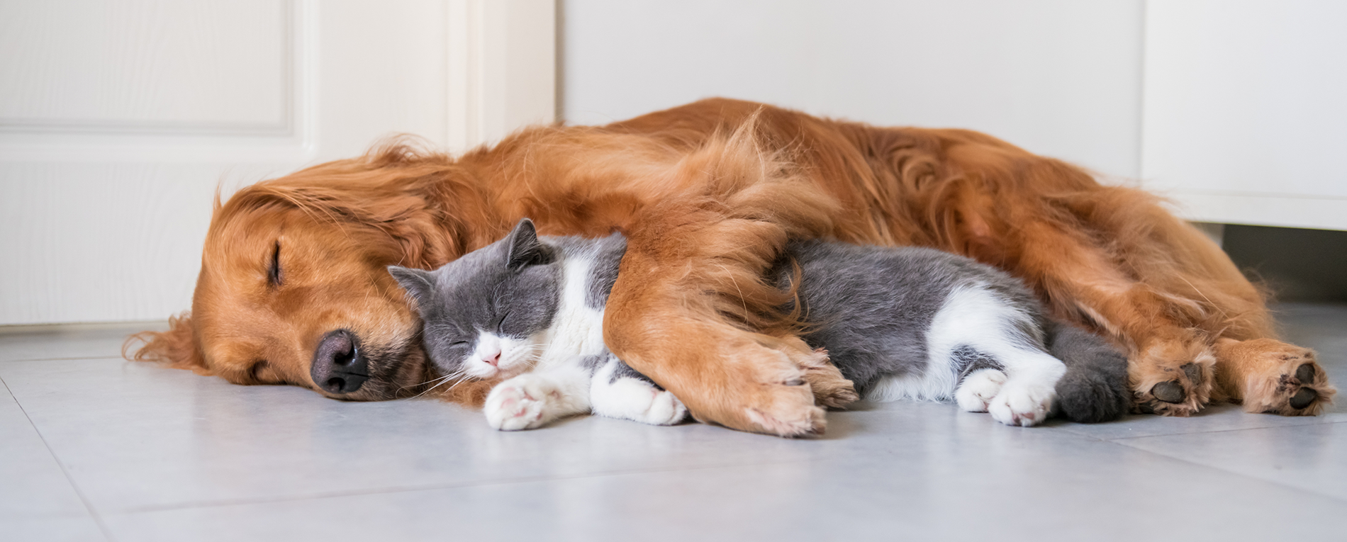 Animal Hospital in Wethersfield: Dog Sleeping On Cat
