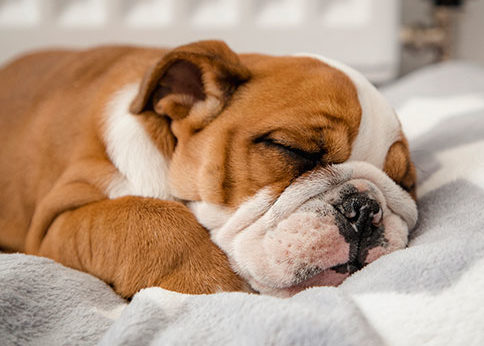 Pet Boarding in Wethersfield: Puppy Sleeping On Blanket