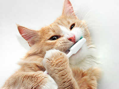 Pet Dental Care in Wethersfield: Cat Brushing Teeth