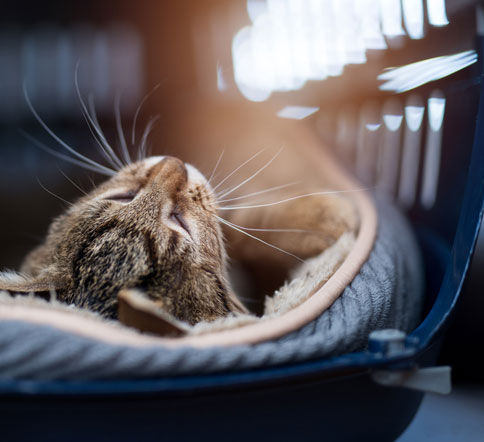 Cat Friendly Practice in Wethersfield: Cat Sleeping in Carrier
