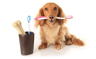 Pet Dental Care in Wethersfield:Dog Holding Toothbrush