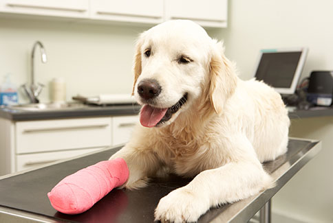 Pet Surgery in Wethersfield: Dog With Cast