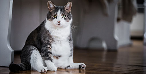 Pet Laser Therapy in Wethersfield: Fat Cat