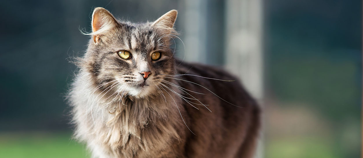 Pet Acupuncture in Wethersfield: Outdoor Cat