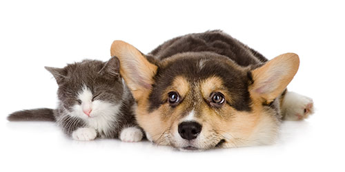 Pet Vaccinations in Wethersfield: Puppy and Kitten Laying Down