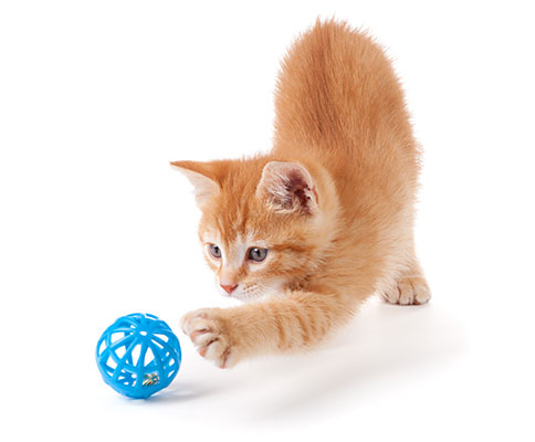 Online Client Forms: Kitten Playing With Toy