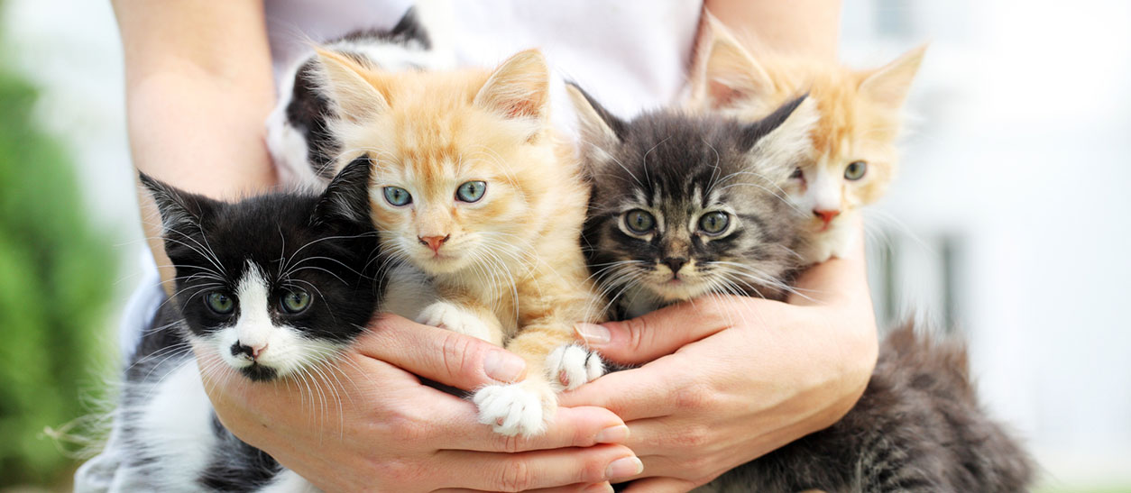 Pet Vaccinations in Wethersfield: Woman Carrying Kittens