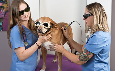 Pet Laser Therapy in Wethersfield: Veterinarian Gives Dog Laser Therapy