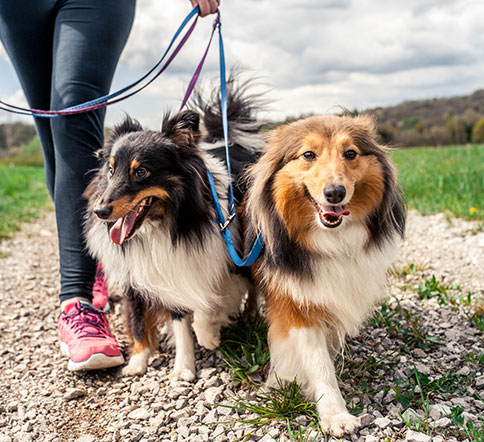 Disaster Preparations for Pet Parents: Dogs Going For Walk