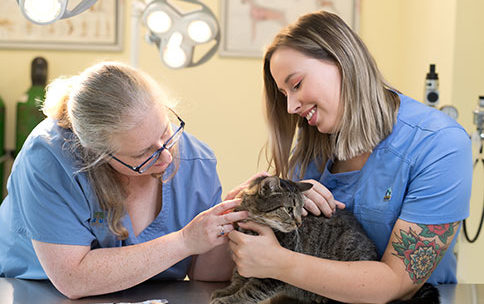Pet Boarding in Wethersfield: Veterinarian Gives Cat Exam