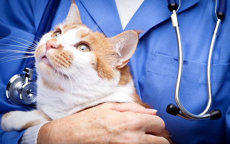 Pet Surgery in Wethersfield: Veterinarian Carrying Cat