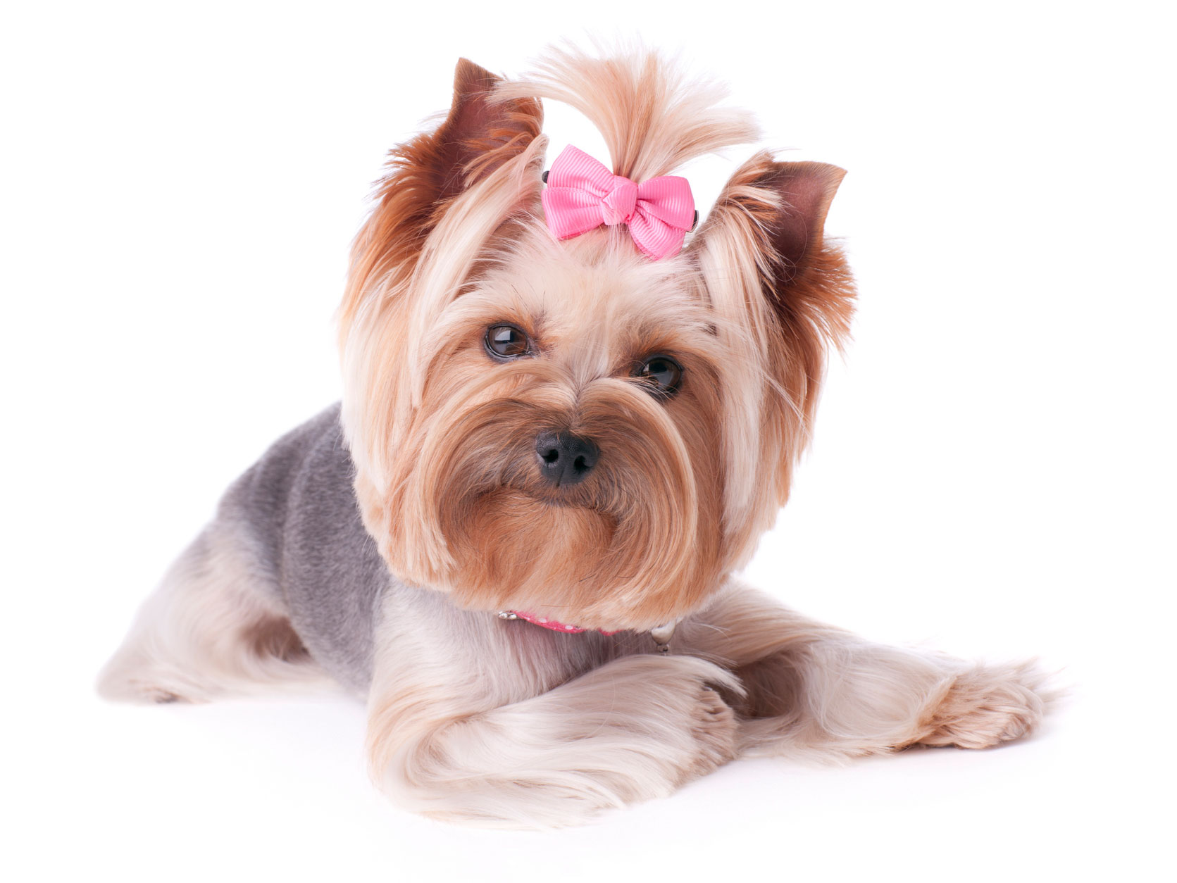 Pet Grooming in Wethersfield: Dog Wearing Bow