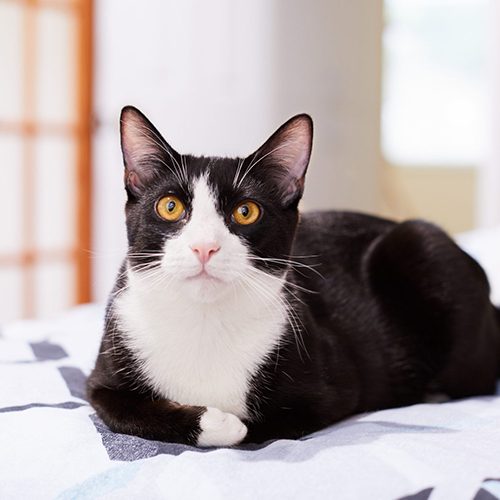 A relaxed black and white tuxedo cat feels comfortable sitting on a bed at home